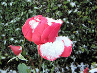 Rose im Schnee