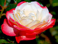 Zweifarbige Rose